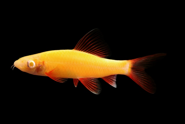 GloFish - Shark - Sunburst Orange - Quantity of 6